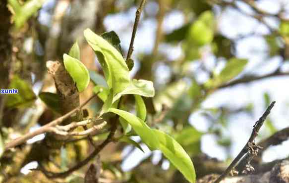 巴达山古树茶简介，探秘神秘的巴达山古树茶：一种独特的茶叶简介