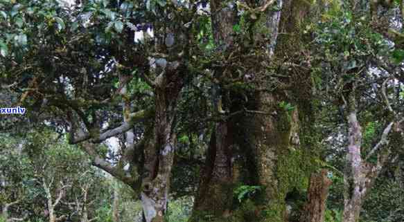 巴达山属于哪个茶区管辖，巴达山：揭秘其所属的茶叶产区