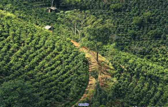 雷达山属于哪个茶区忙蔍山茶在那里，雷达山与忙蔍山：探索茶叶的地理归属