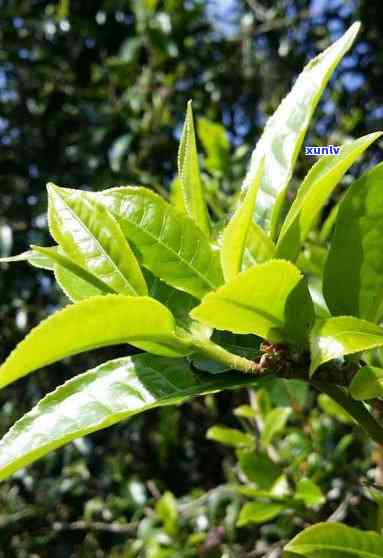 帕真茶属于哪个茶区-帕雅珍茶