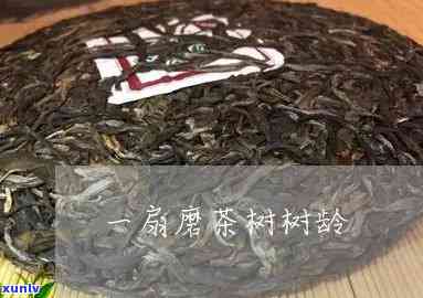 一扇磨属于哪个茶区-一扇磨古树茶特点