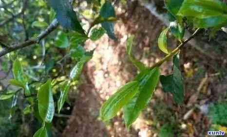 一扇磨属于哪个茶区-一扇磨古树茶特点