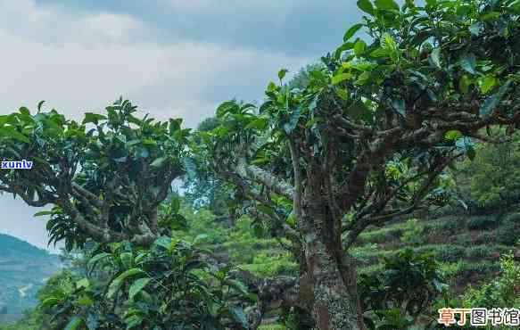 茶王树属于哪个茶区管理，揭秘茶王树归属：哪个茶区进行管理和监管？