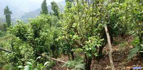 大忠山属于哪个茶区-大忠山古树茶口感特点