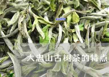 大忠山属于哪个茶区-大忠山古树茶口感特点