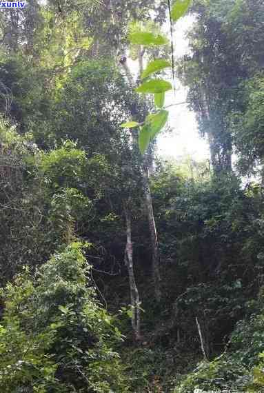 铜箐河属于哪座茶山？解析其地理位置与茶区归属