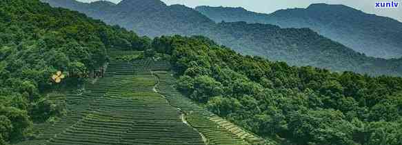 铜箐河属于哪个茶区-铜箐河属于哪个茶区管辖