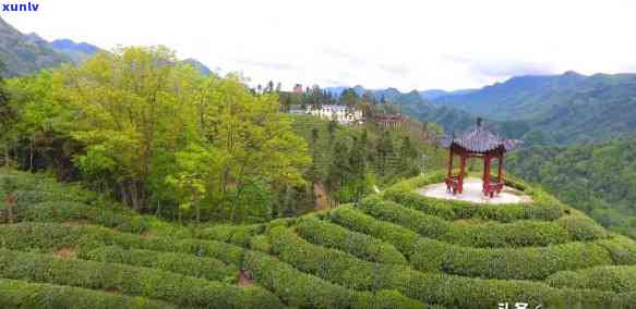 铜箐河属于哪个茶区-铜箐河属于哪个茶区管辖