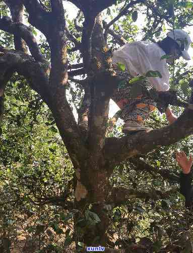 香竹林古树茶的产地及品质特点探究