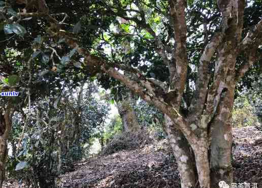 香竹林古树茶的产地及品质特点探究