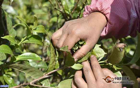 采摘茶的时间：几月？