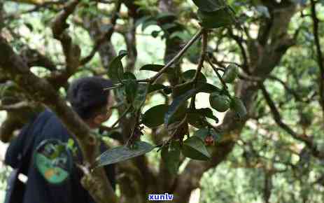 布朗山属于哪个茶区管辖？探究其隶属围与管理归属