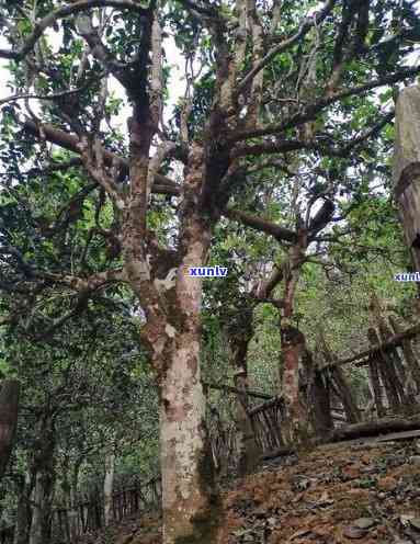 布郎山古树茶，《探秘神秘的布郎山古树茶》