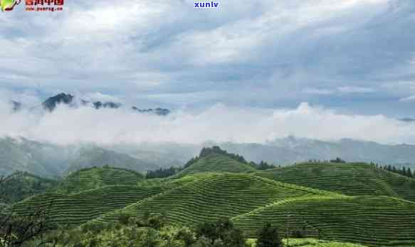 布郎山属于哪个茶区-布郎山属于哪个茶区的