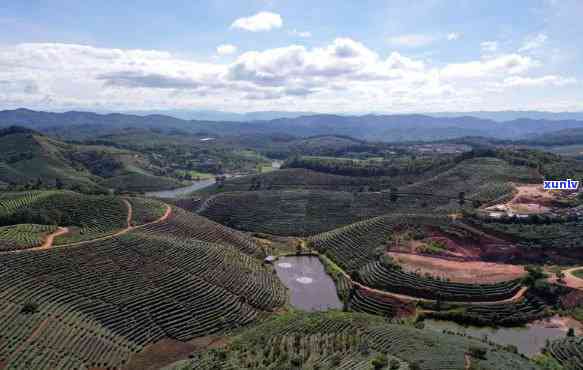 大渡岗属于哪个茶区-大渡岗属于哪个茶区啊