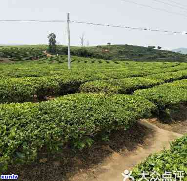 大渡岗属于哪个茶区-大渡岗属于哪个茶区啊