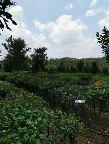 大渡岗属于哪个茶区-大渡岗属于哪个茶区啊