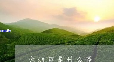 大渡岗属于哪个茶区-大渡岗属于哪个茶区啊