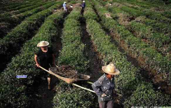 富阳茶叶，品味富阳：探索中国顶级茶叶的故乡