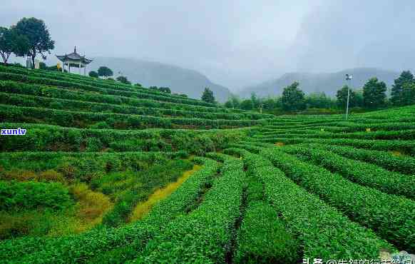 富阳茶叶，品味富阳：探索中国顶级茶叶的故乡