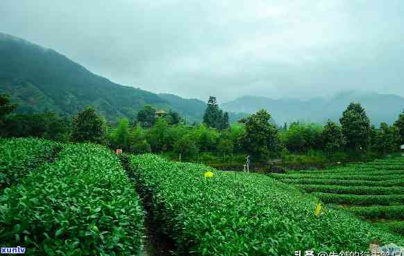 富阳茶叶，品味富阳：探索中国顶级茶叶的故乡