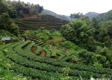 我国最古老的茶区是哪个？揭晓答案！