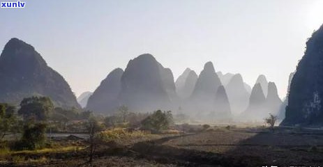 云南白毫银针的特点及口感，探索云南白毫银针的特有风味与口感