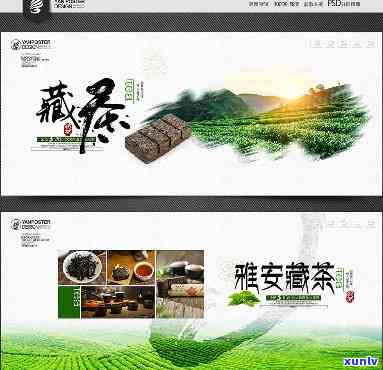 雅安藏茶哪个好-雅安藏茶哪个好知乎