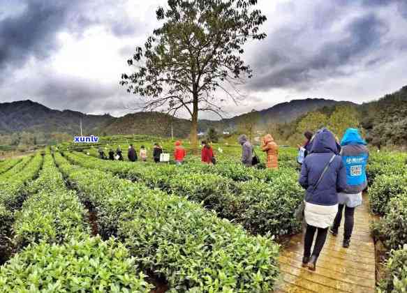 属于江南茶区的省份-属于江南茶区的省份是