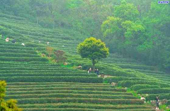 江南茶区有哪些地方景点，探寻江南茶区之美：那些值得一游的景点