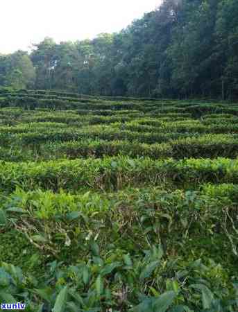 哀牢山茶属于什么茶系？探析哀牢山茶叶特点与口感