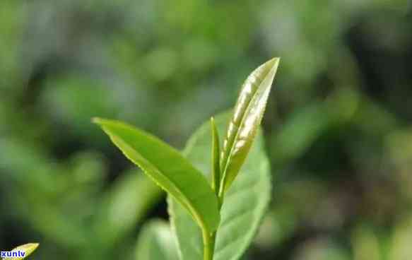 无机茶与有机茶区别在哪，探究无机茶与有机茶的区别