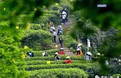 跑完步喝茶水好不好-跑完步喝茶水好不好呀