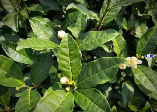 什么人不能喝茶树花水，茶叶新手指南：哪些人群不适合饮用茶树花水？