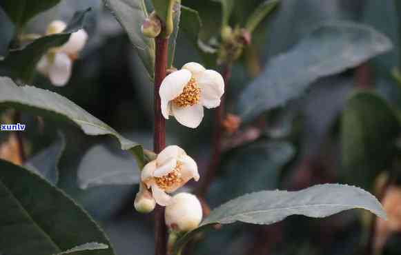 什么人不能喝茶树花水，茶叶新手指南：哪些人群不适合饮用茶树花水？