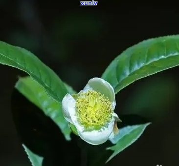 什么人不能喝茶树花水，茶叶新手指南：哪些人群不适合饮用茶树花水？