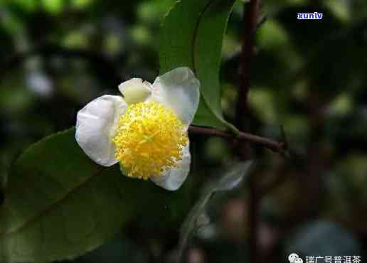 什么人不能喝茶树花-茶树花怎么加工才能泡水喝