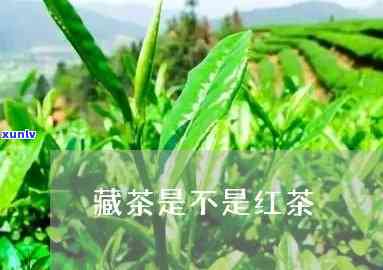 藏茶是红茶吗怎样喝-藏茶是红茶吗怎样喝好