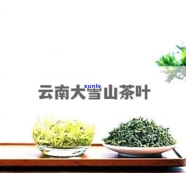 大雪山：揭秘神秘的茶叶产地与品种