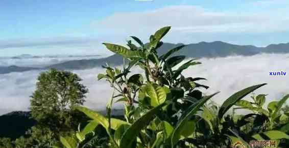 探索大雪山野生茶的独特特点与魅力