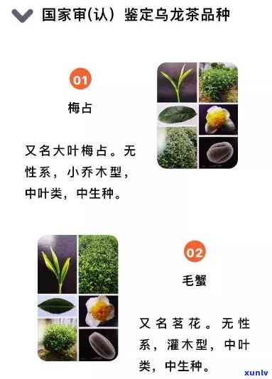 八大茶山主要茶叶品种及名称全览