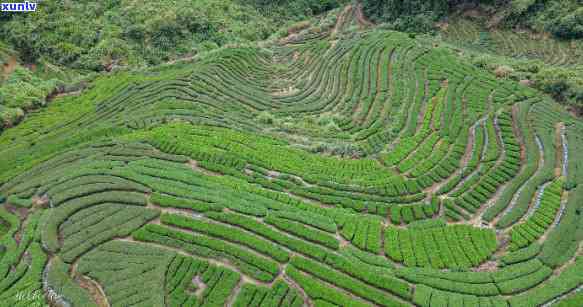 探访安溪茶山：茶园风光与制茶工艺的深度体验