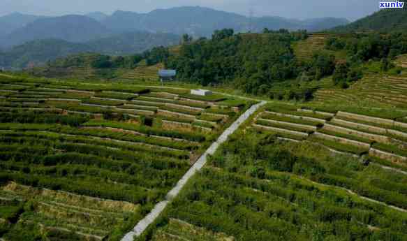 探访安溪茶山：茶园风光与制茶工艺的深度体验