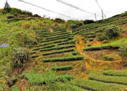 探访安溪茶山：茶园风光与制茶工艺的深度体验