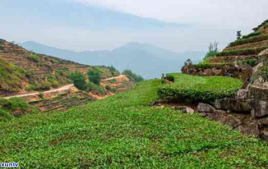 探访安溪茶山：茶园风光与制茶工艺的深度体验