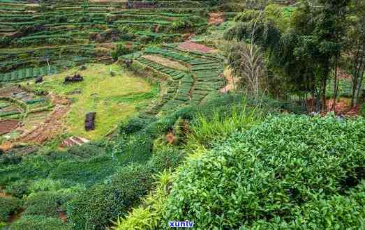 探访安溪茶山：茶园风光与制茶工艺的深度体验