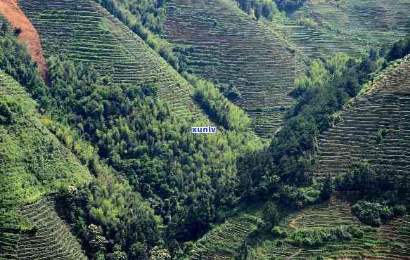 安溪茶山的变化原因-安溪茶山风景图