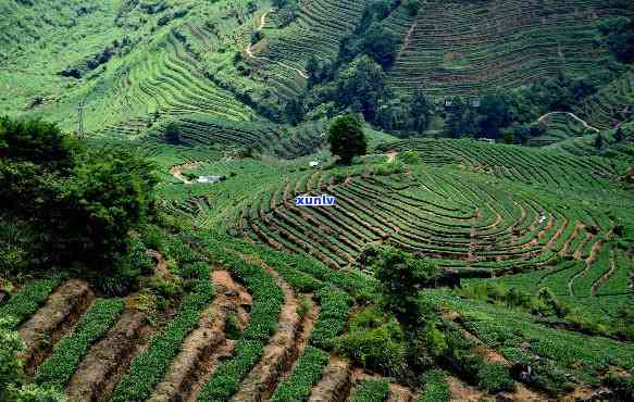 安溪茶山的变化原因-安溪茶山风景图