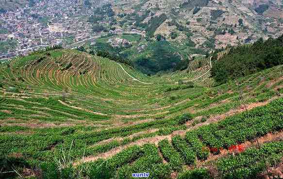 安溪茶山的变化原因-安溪茶山风景图