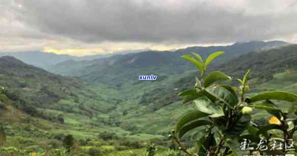 小景谷属于哪个茶区管辖，探寻茶叶的魅力：揭秘“小景谷”所属茶区管辖情况